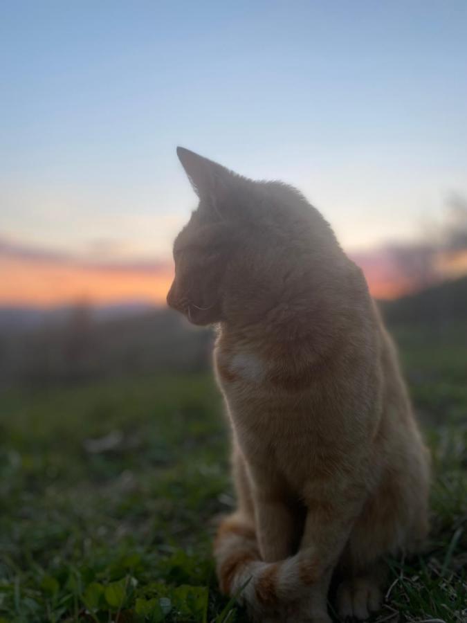 Nature Homestay Trenčín 外观 照片